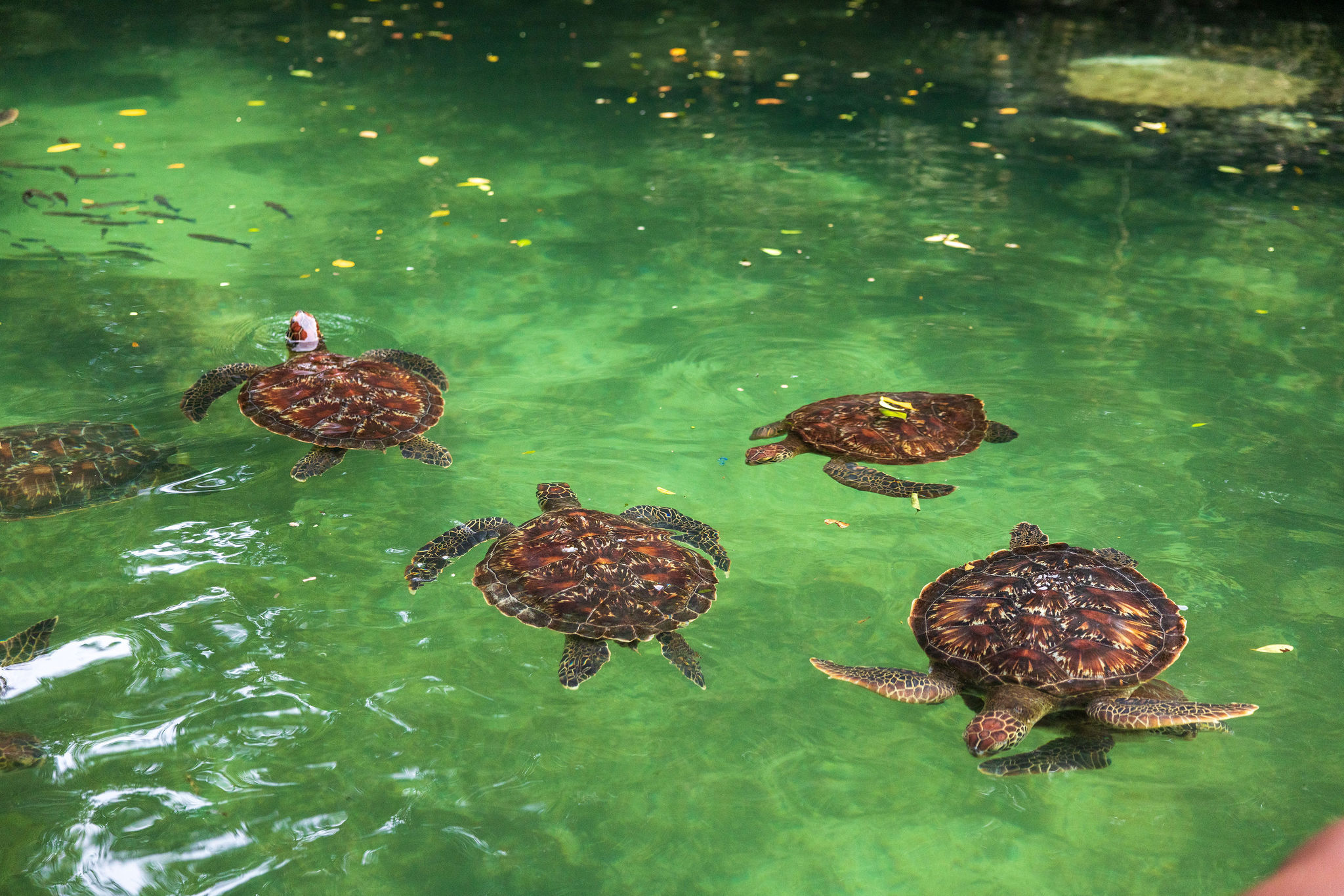 Baraka Aquarium swimming with turtles at Nungwi